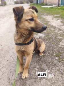 alfi1