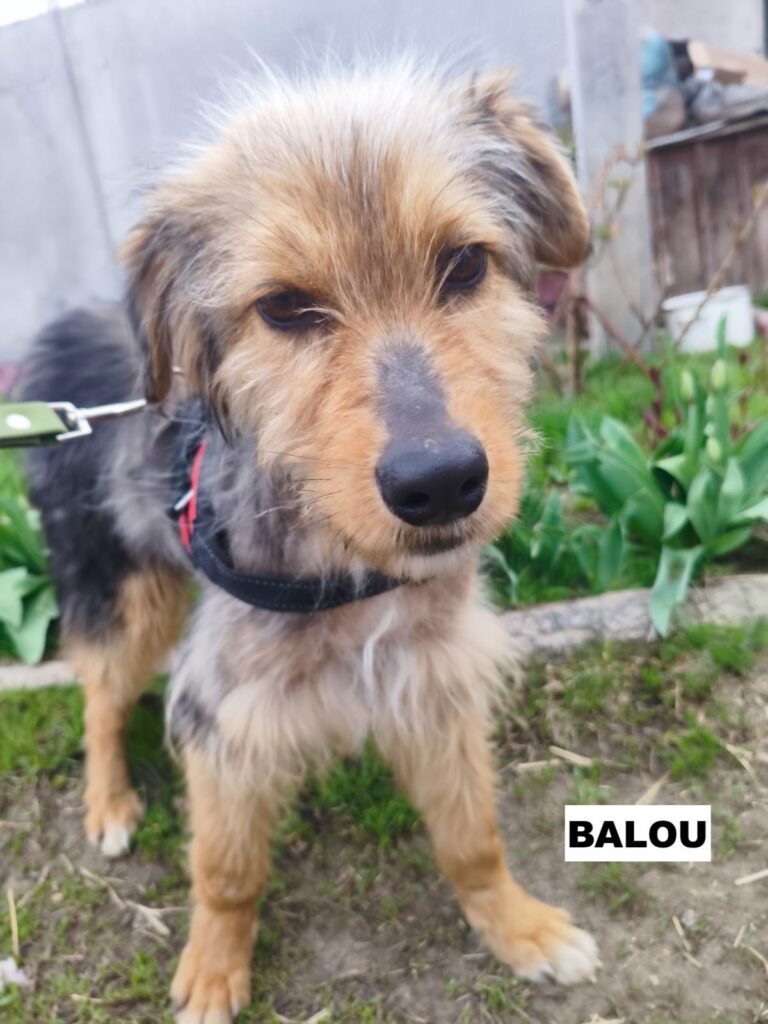 balou1