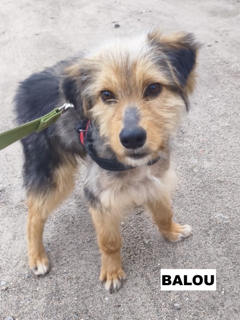 balou2