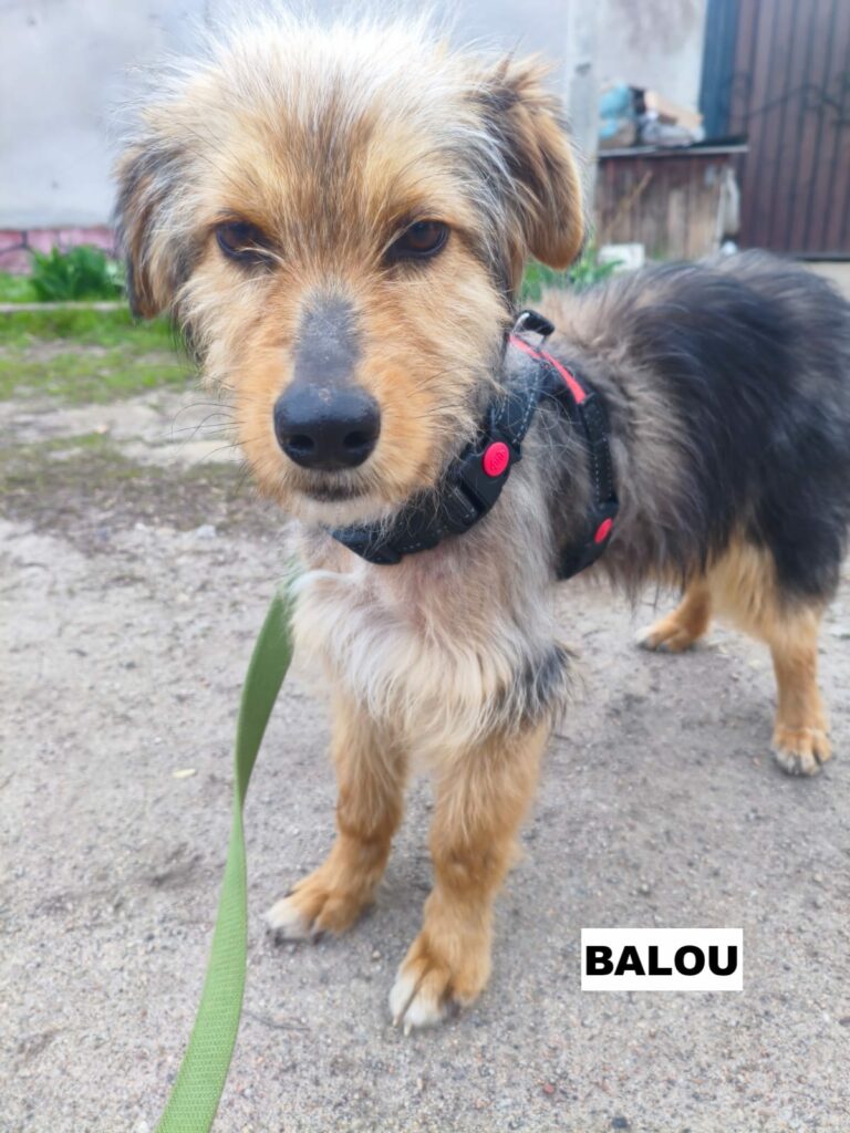 balou3