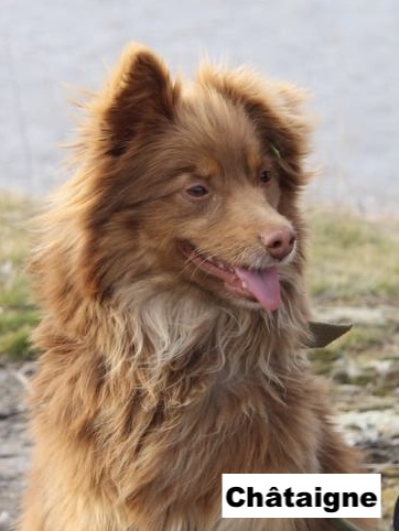 chataigne1