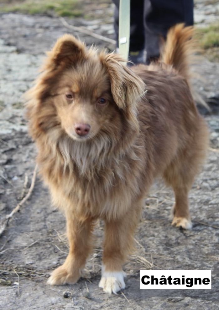 chataigne2
