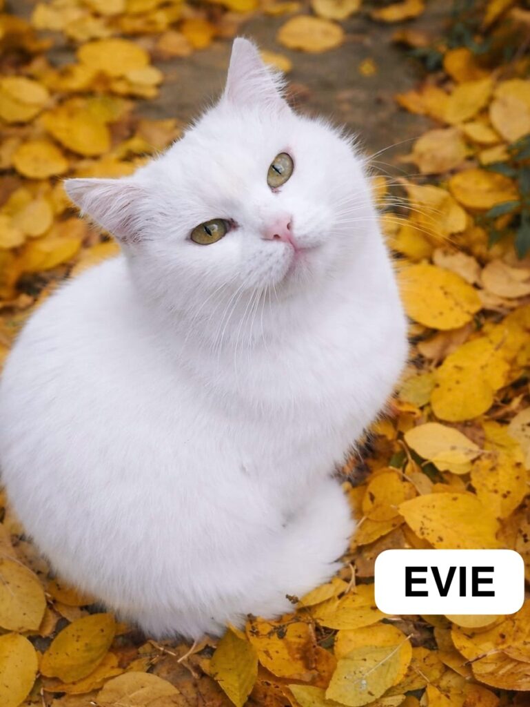 evie1