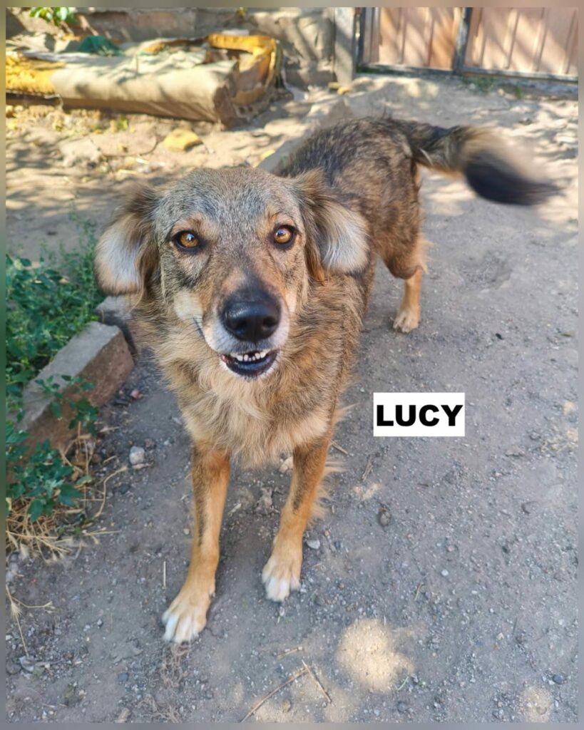 lucy1