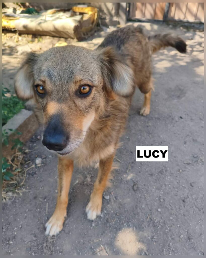 lucy2
