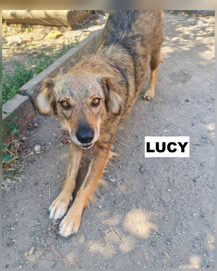 lucy3