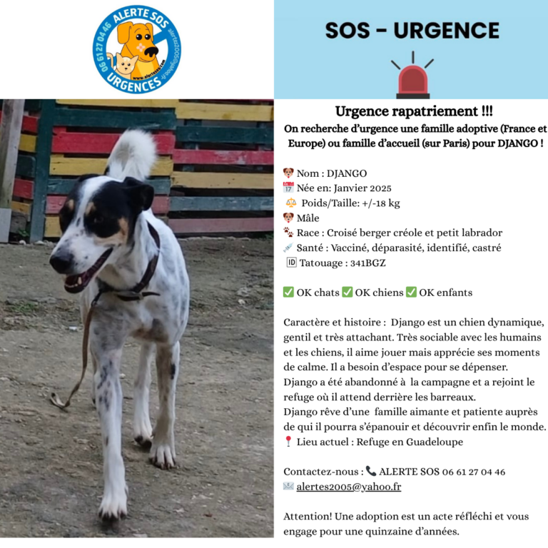 urgence django