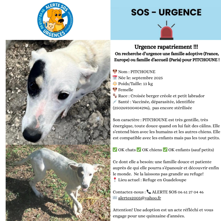 urgence pitchoune2