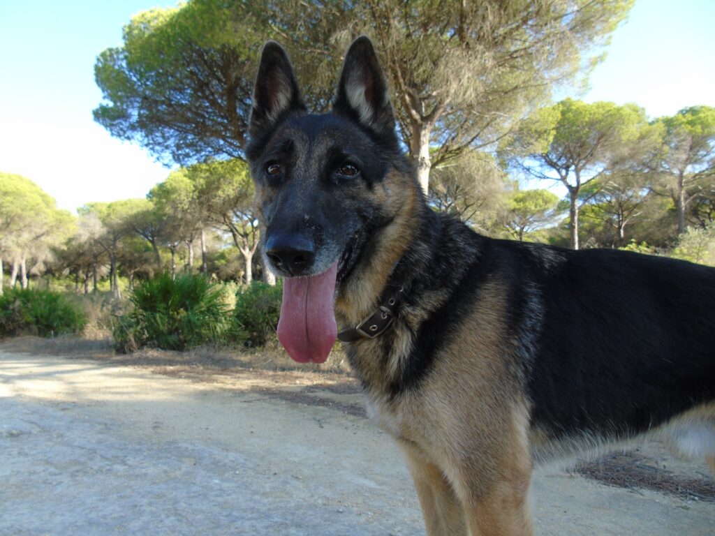 apolo 1