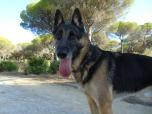 apolo 1