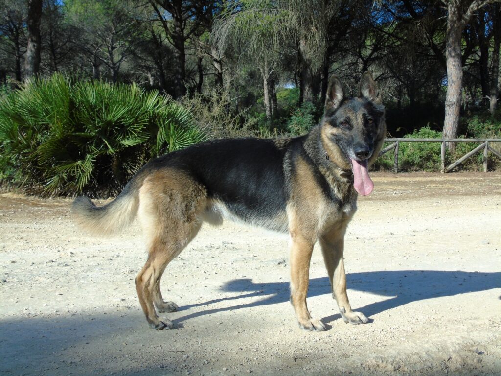 apolo