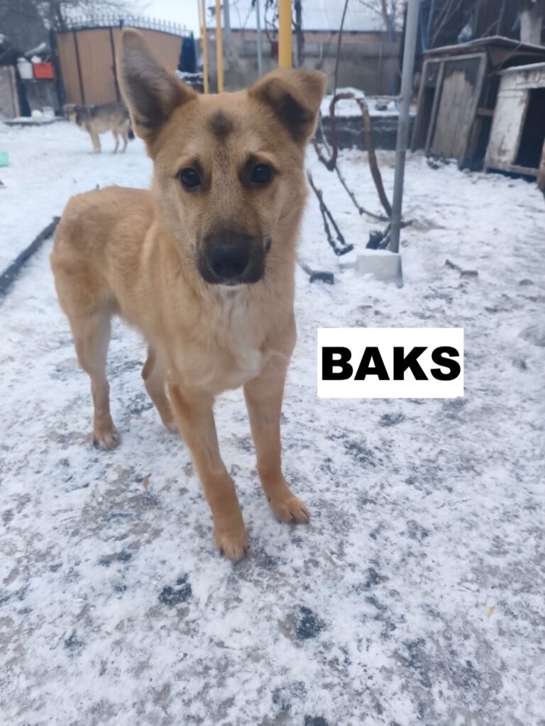 baks5
