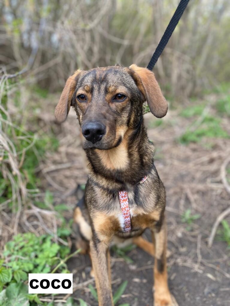 coco