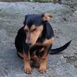 gaston