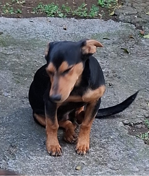 gaston