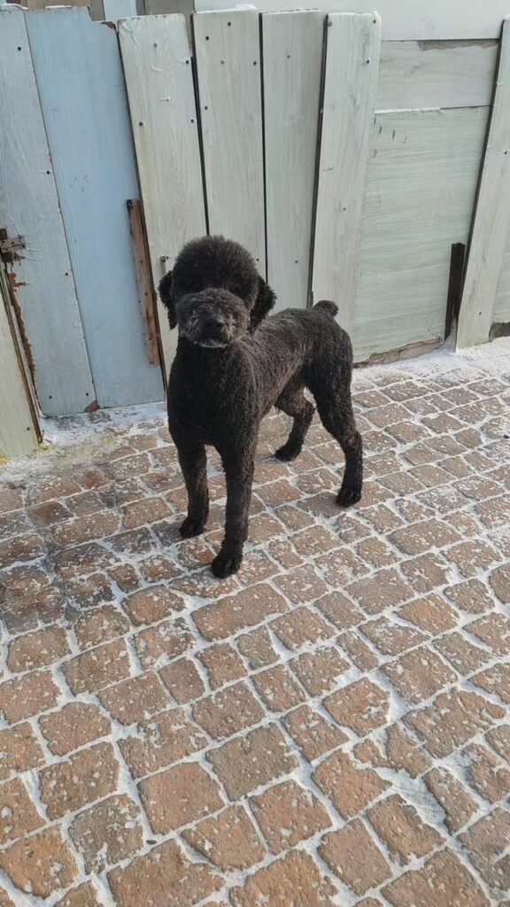 oliver 1