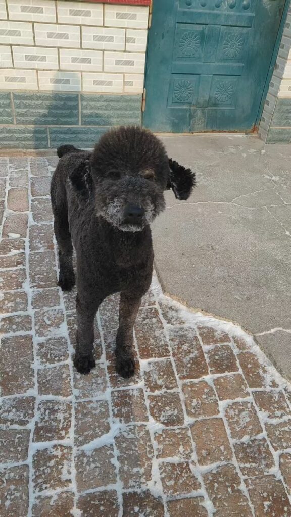 oliver 2