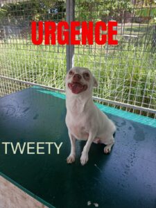 tweety