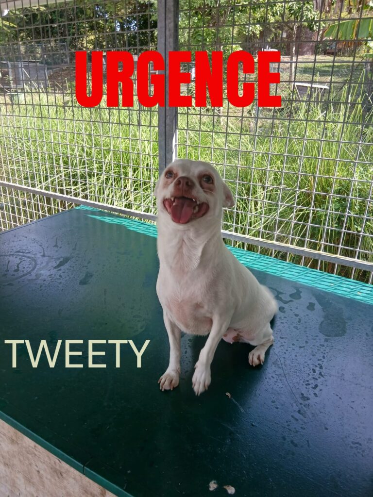 tweety