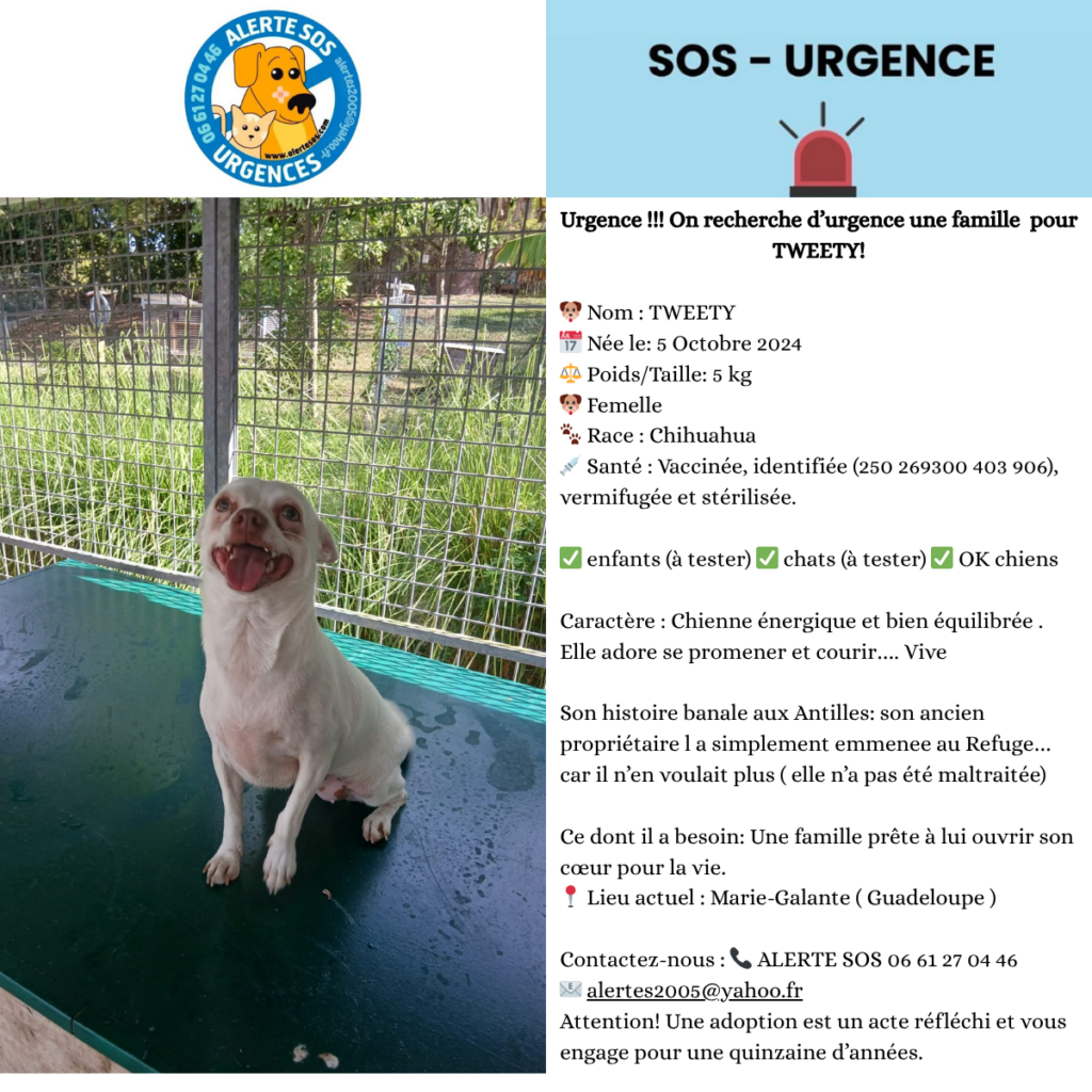 urgence tweety
