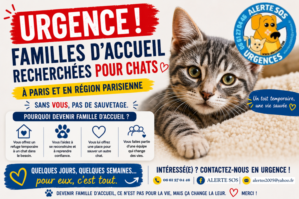 fa chat