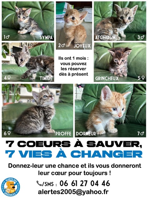 chatons affiche3 (1)