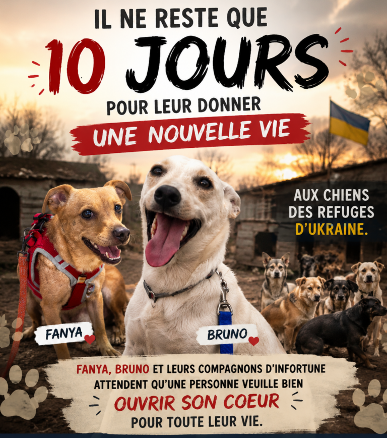 affiche ukraine