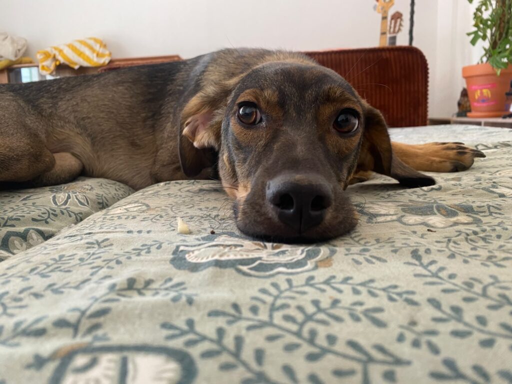 Coco