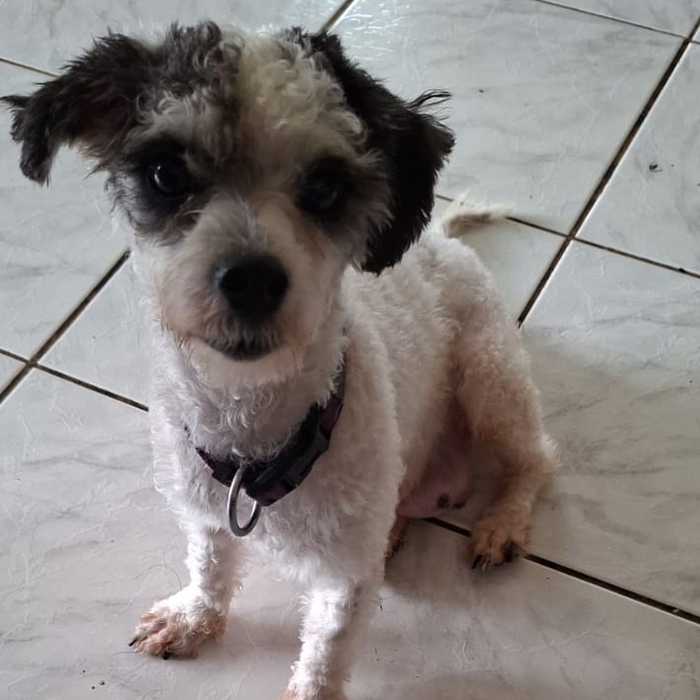 Bella · 1 an · 4,5 kg · petite taille