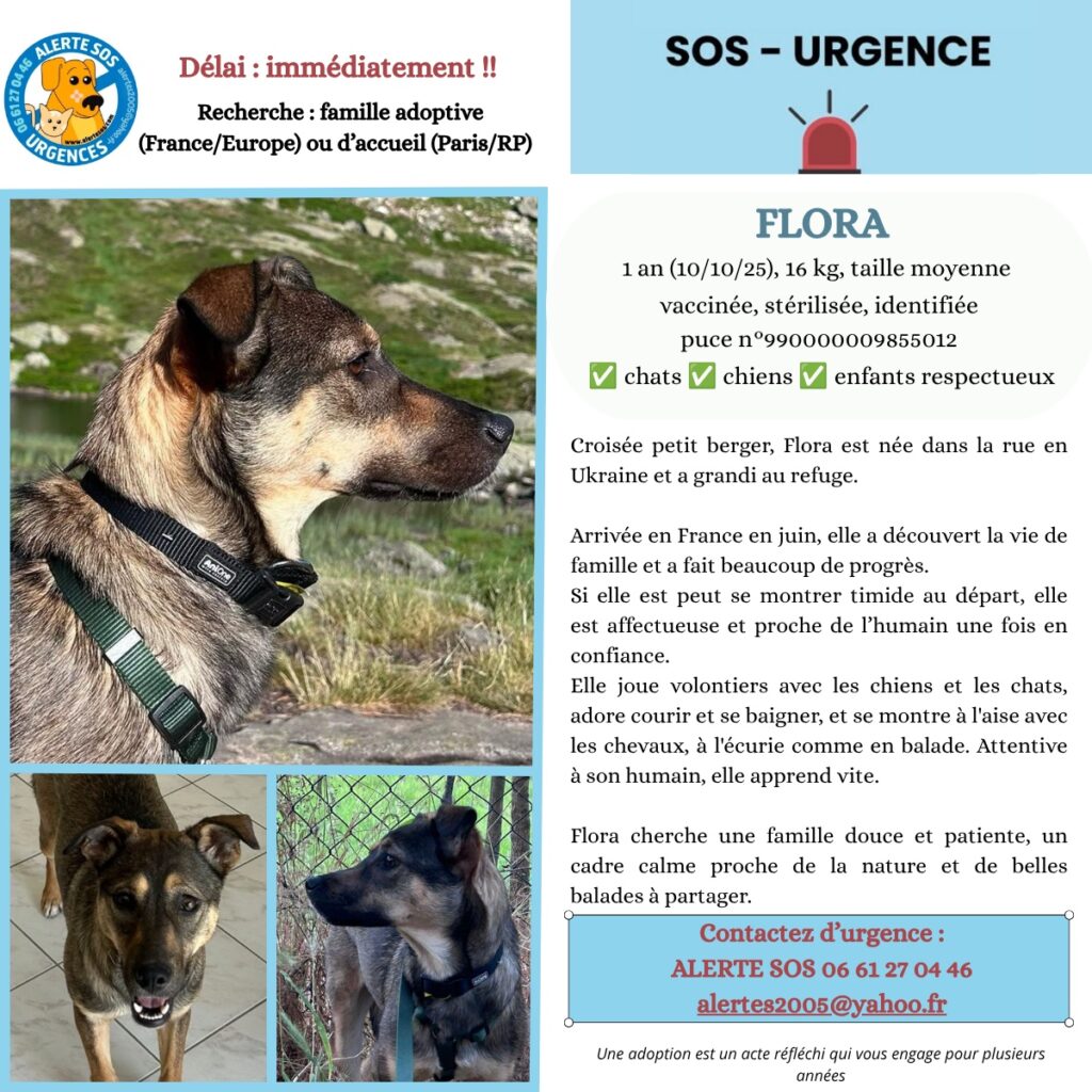 Affiche SOS Urgence d'Alerte SOS. Trois photos d'une jeune chienne croisée berger au pelage fauve et gris, collier vert, en montagne et en extérieur. Texte : Flora, 1 an, 16 kg, taille moyenne, vaccinée, stérilisée, identifiée, compatible chats, chiens et enfants respectueux. Recherche famille adoptive (France/Europe) ou d'accueil (Paris/RP), délai immédiat. Contact : 06 61 27 04 46, alertes2005@yahoo.fr.