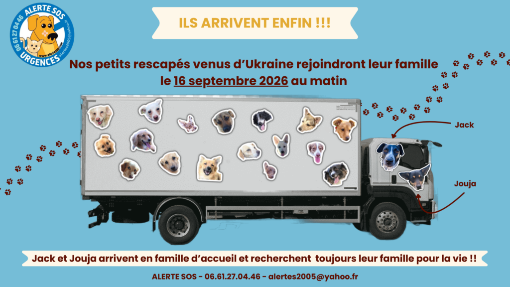 Visuel d'annonce d'Alerte SOS sur fond bleu. Un camion blanc vu de profil, dont la remorque est couverte de portraits découpés d'une vingtaine de chiens. Deux têtes de chiens sont placées au niveau de la cabine, désignées par des flèches : Jack (noir et blanc) et Jouja (noir et feu). Des traces de pattes traversent l'image. Texte : « Ils arrivent enfin !!! Nos petits rescapés venus d'Ukraine rejoindront leur famille le 16 septembre 2026 au matin. Jack et Jouja arrivent en famille d'accueil et recherchent toujours leur famille pour la vie !! » Contact : ALERTE SOS, 06 61 27 04 46, alertes2005@yahoo.fr.