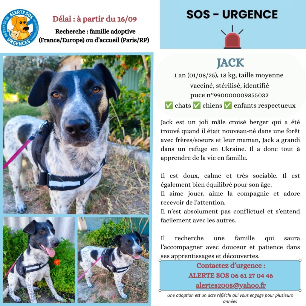 Affiche SOS Urgence d'Alerte SOS. Trois photos d'un jeune chien croisé berger noir et blanc moucheté, en harnais, en laisse rose, dans un jardin. Texte : Jack, 1 an, 18 kg, taille moyenne, vacciné, stérilisé, identifié, compatible chats, chiens et enfants respectueux. Recherche famille adoptive (France/Europe) ou d'accueil (Paris/RP) à partir du 16/09. Contact : 06 61 27 04 46, alertes2005@yahoo.fr.
