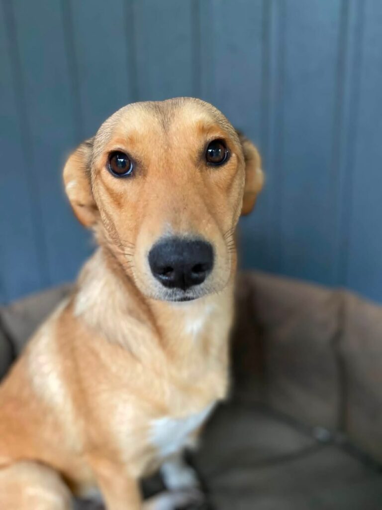 frida 3