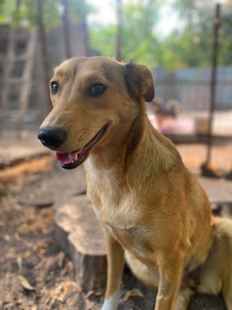 frida 4