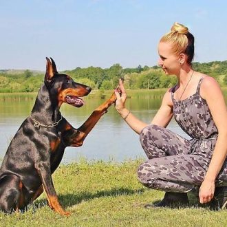 Les 10 commandements du chien