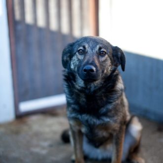 Debby chienne à adopter Roumanie