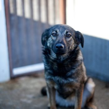 Debby chienne à adopter