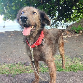 Inti chien mâle à adopter à Tahiti