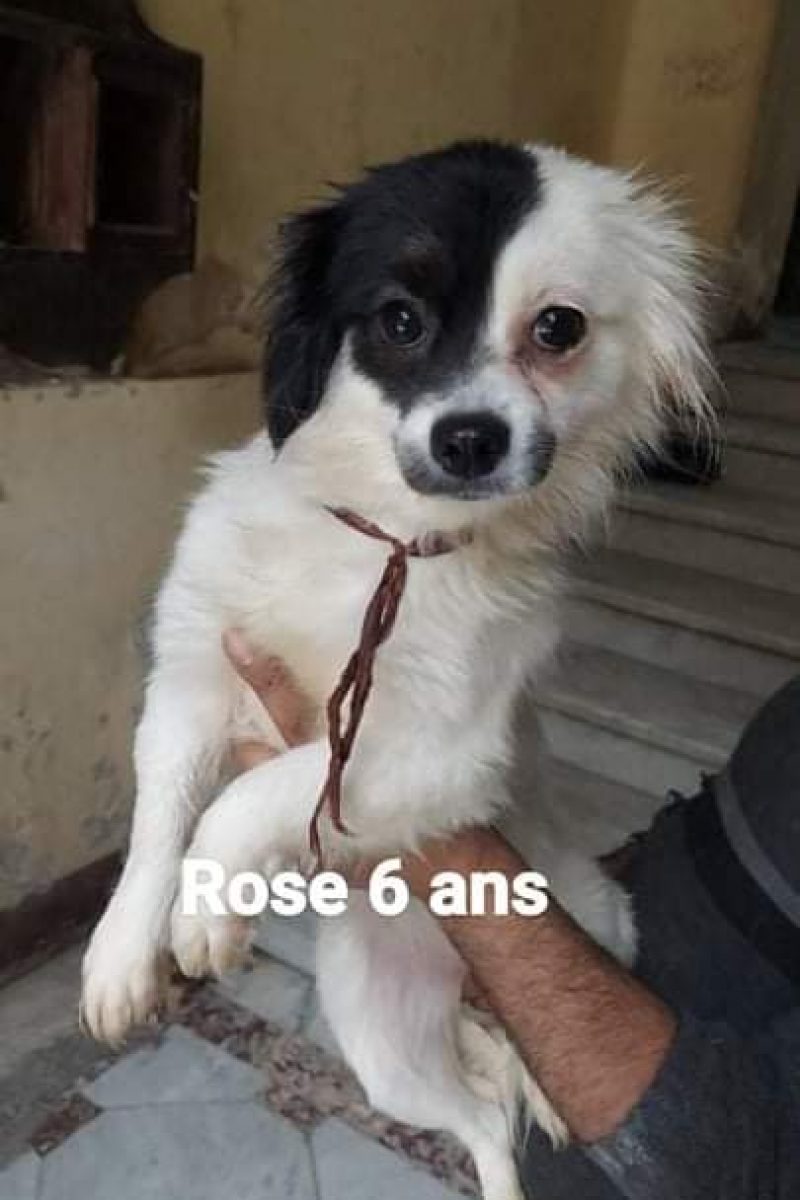 Rose (6ans)