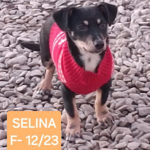 SELINA