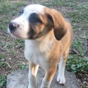 à l'adoption