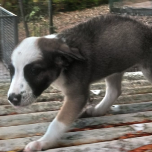 à l'adoption chiot