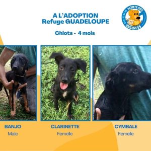 a l’adoption