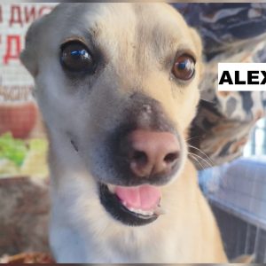 alex5