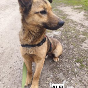 alfi1