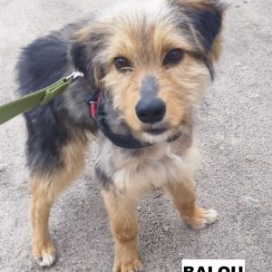 balou2