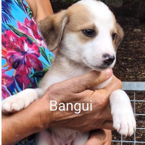 bangui chiot à l'adoption