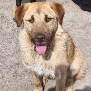 bubu chien à l'adoption