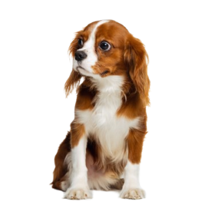 companion-dog-breed-king-charles-spaniel-calmly-sitting-isolated-white-studio-background-removebg-preview