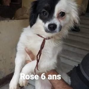 Chiens d’Egypte à réserve 